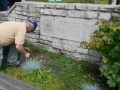 Weeding Volunteer Park Entrance in Wheaton